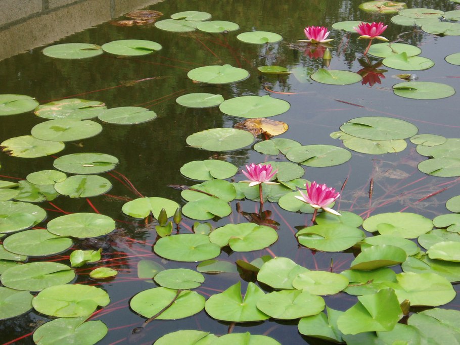 Кувшинка четырехугольная - nymphaea tetragona georgi