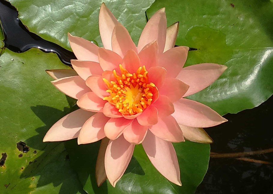 Кувшинка четырехгранная - Nymphaea Tetragona Georgi