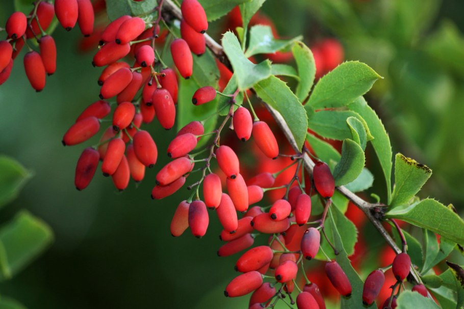 Барбарис обыкновенный Berberis vulgaris