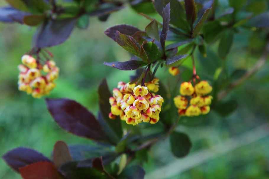 2. Барбарис обыкновенный