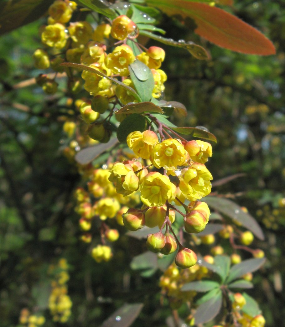 Барбарис тунберга обыкновенный