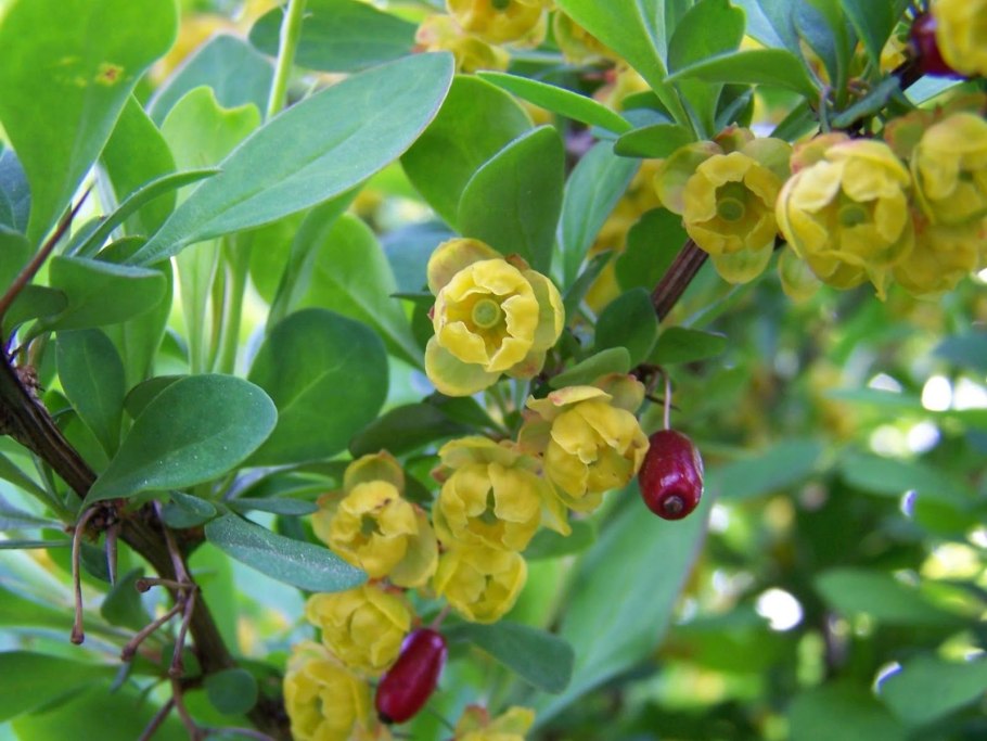 Барбарис обыкновенный Berberis vulgaris