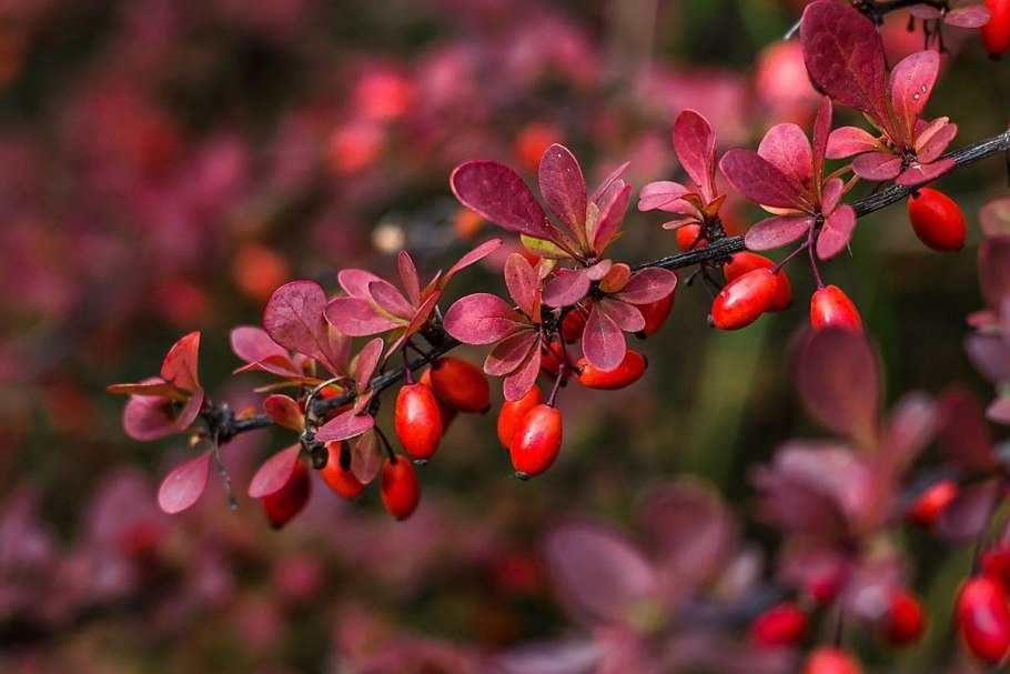 Барбарис самшитолистный (Berberis buxifolia)