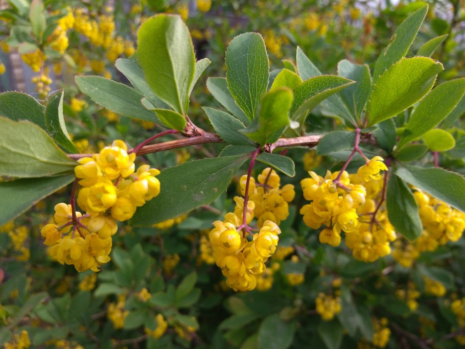 Барбарис обыкновенный (vulgaris)