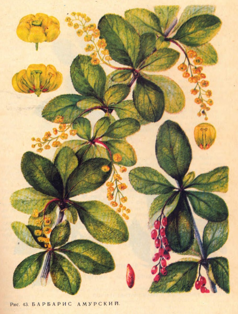 Барбарис обыкновенный пурпурнолистный
