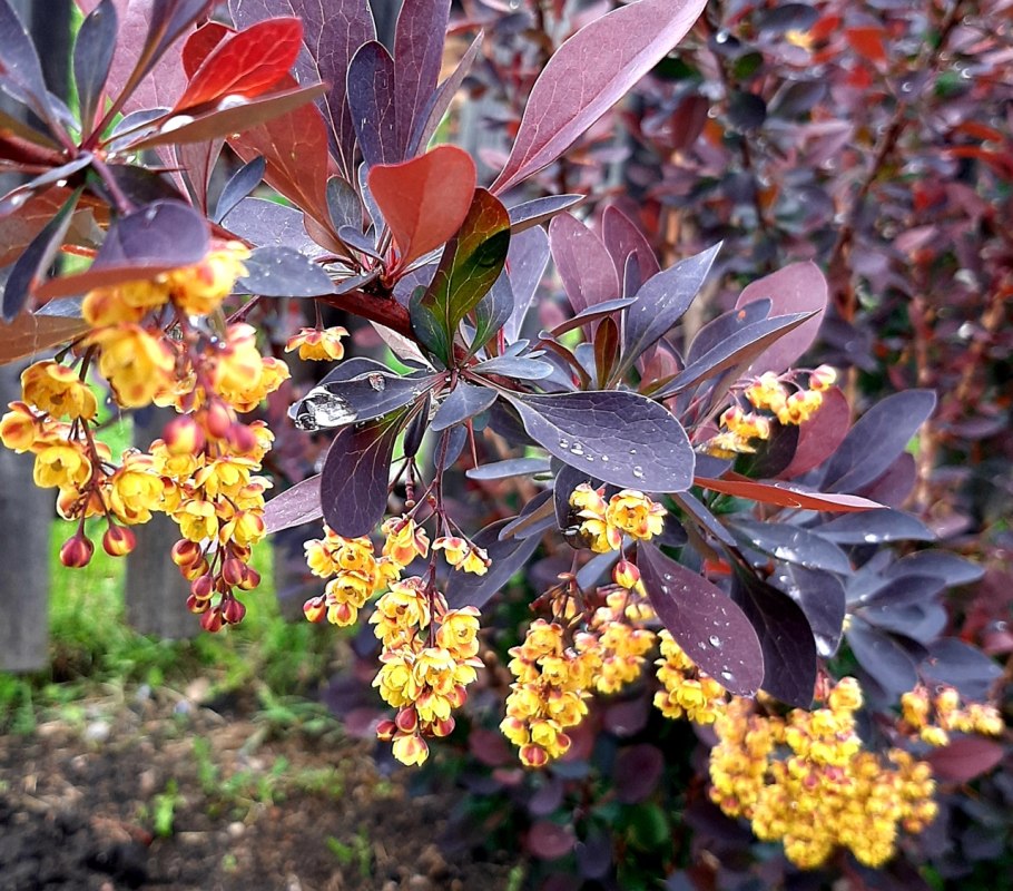 Барбарис шароплодный