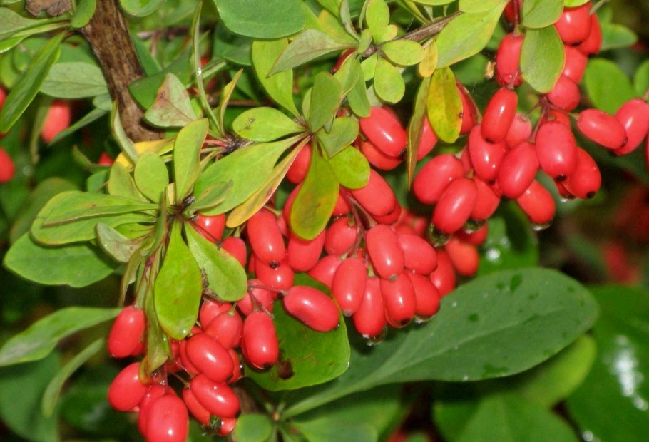 Барбарис (Berberis)