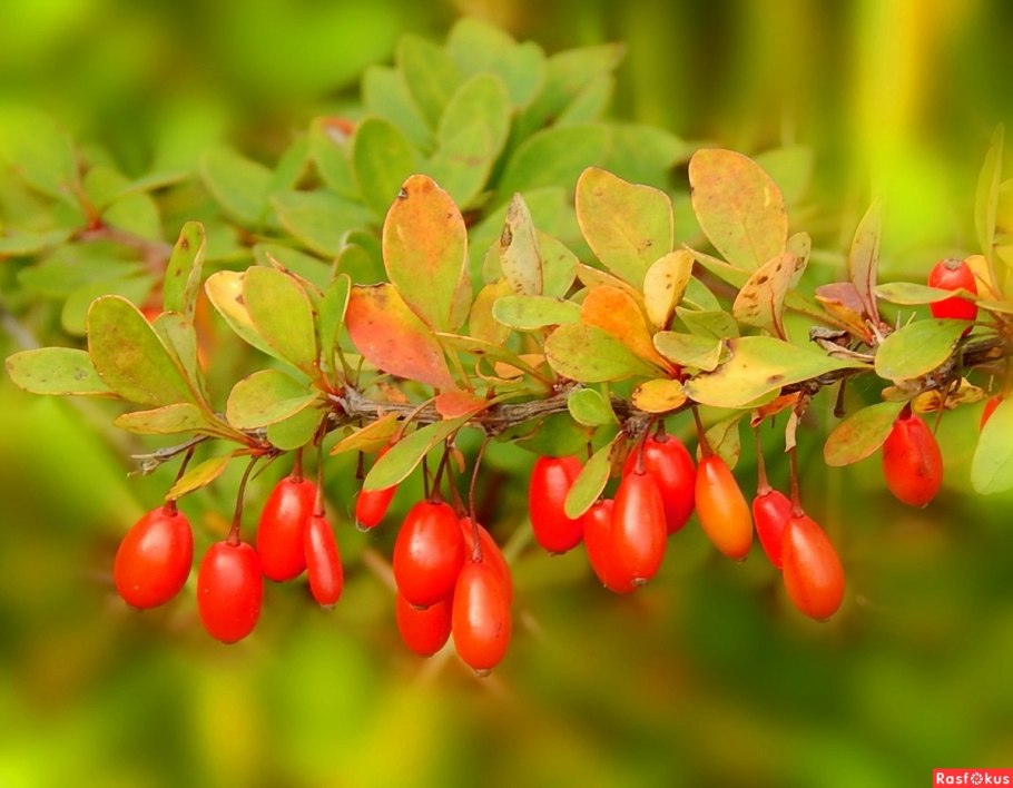 Барбарис обыкновенный berberis vulgaris