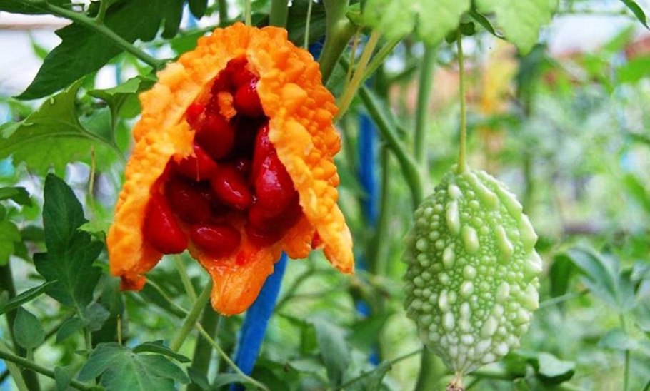 Момордика харанция