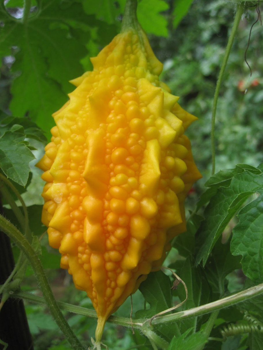 Селекция момордика