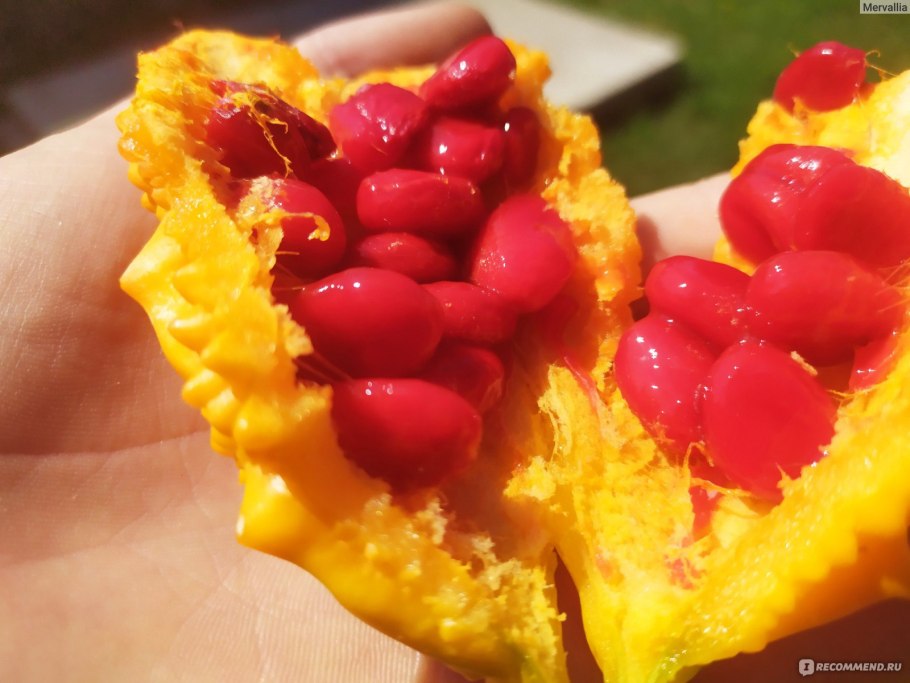 Бальзамическая груша