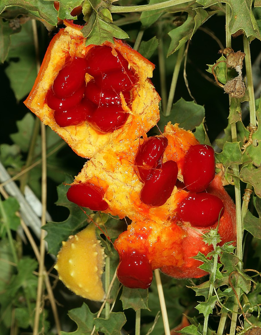 Момордика Найя