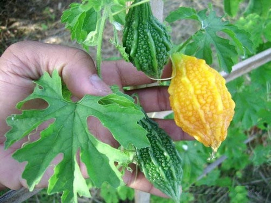 Индийский огурец в разрезе