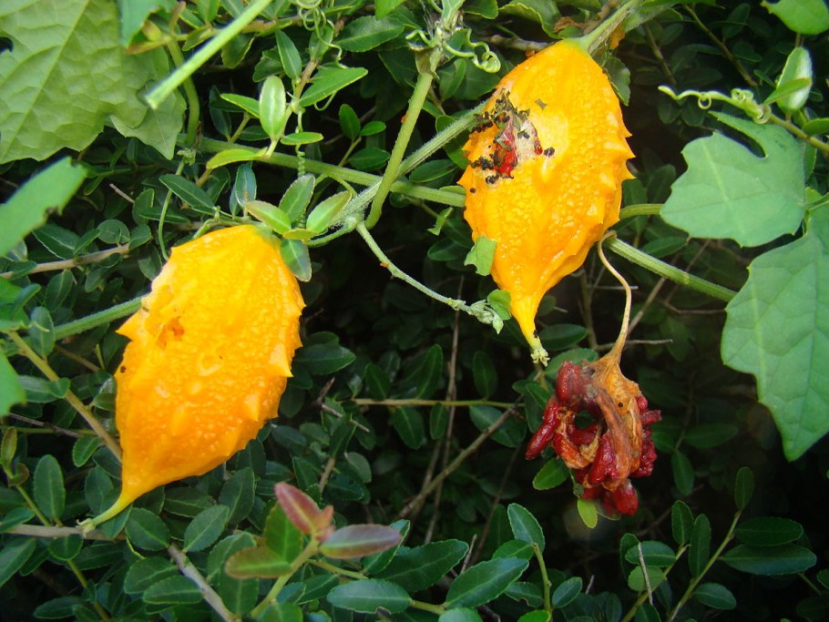 Крымский гранат момордика