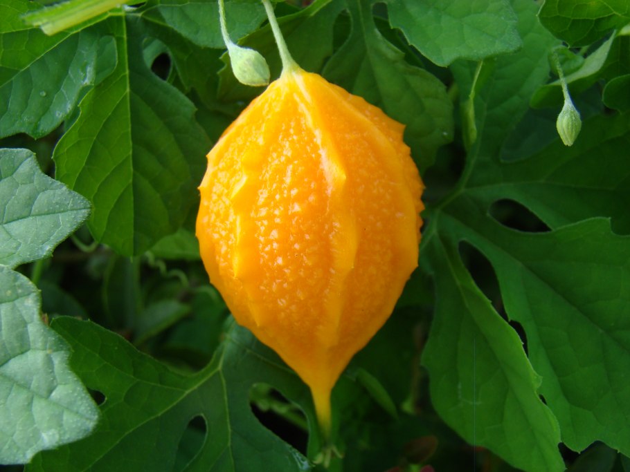 Горькая дыня момордика