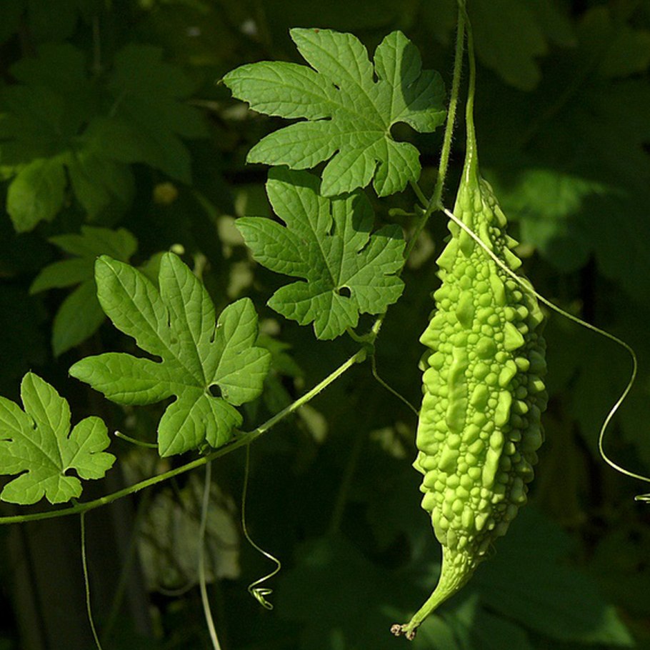 Момордика Найя