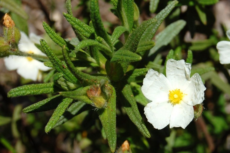 Cistus monspeliensis