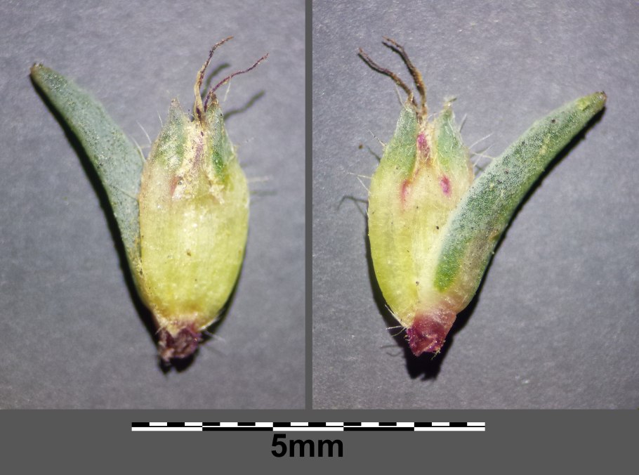 Schoenoplectus tabernaemontani