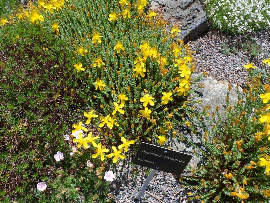 Зверобой Олимпийский Hypericum olympicum