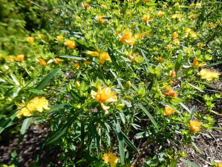 Цветок зверобоя продырявленного