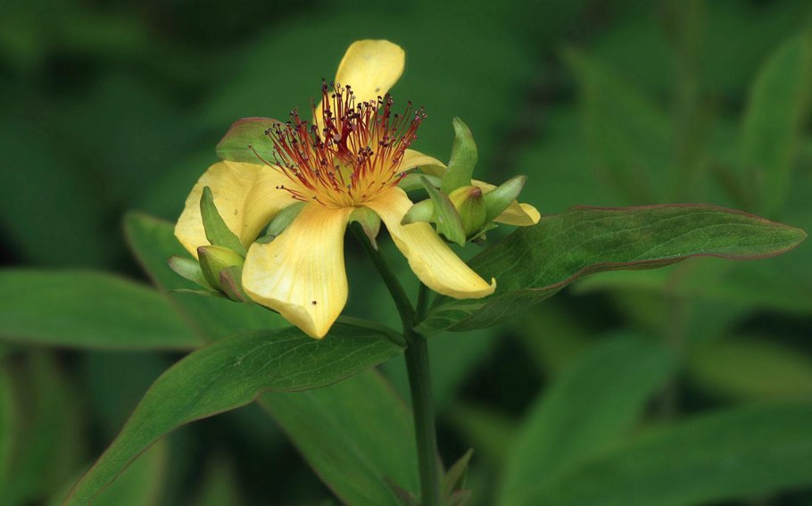 Зверобой Альпийский желтый