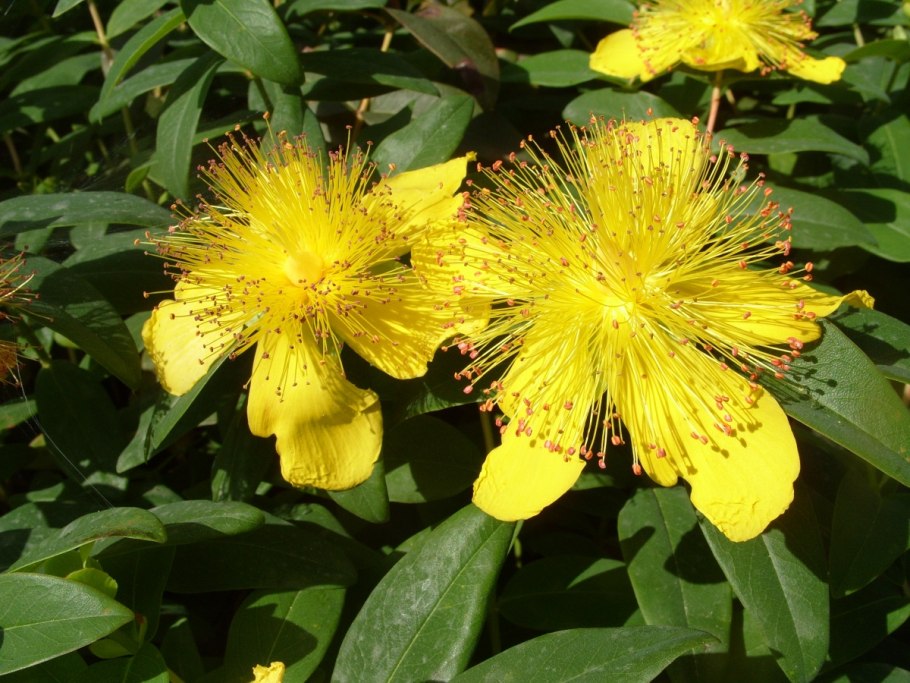 Зверобой Олимпийский Hypericum olympicum