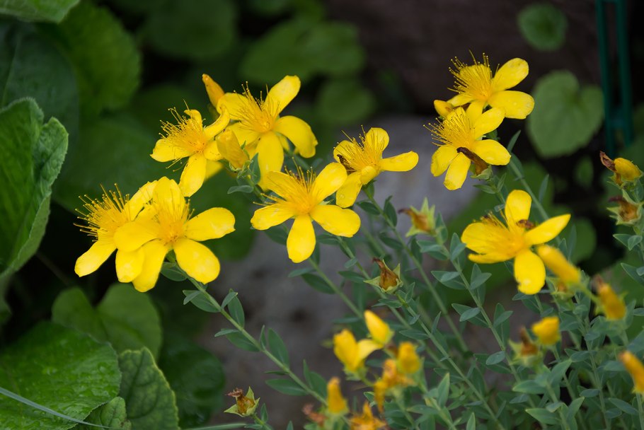 Зверобой Олимпийский Hypericum olympicum