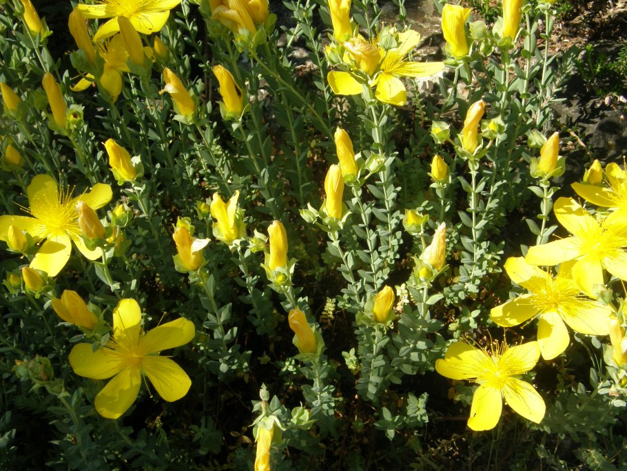 Зверобой Олимпийский "citrinum"