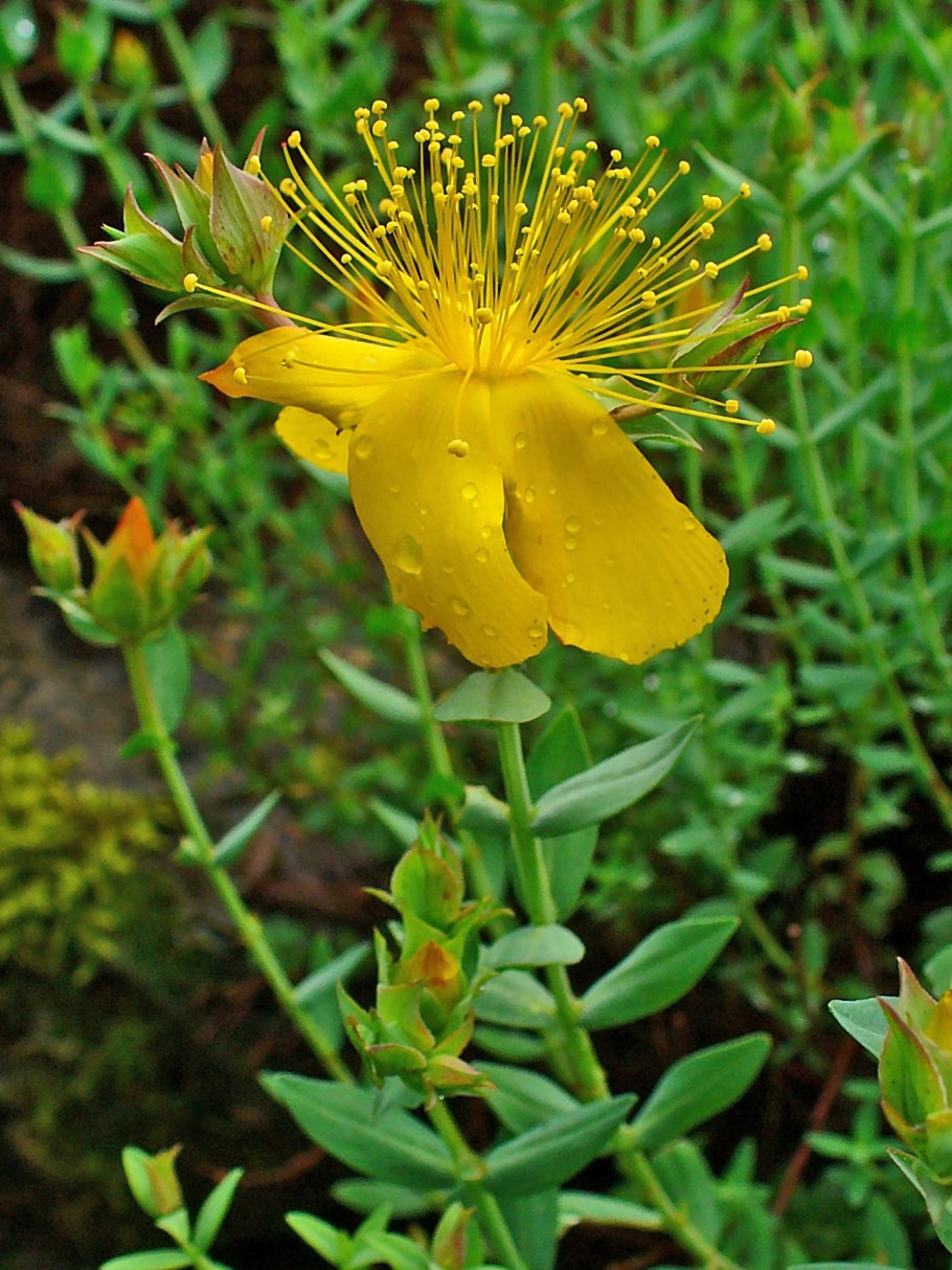 Hypericum olympicum