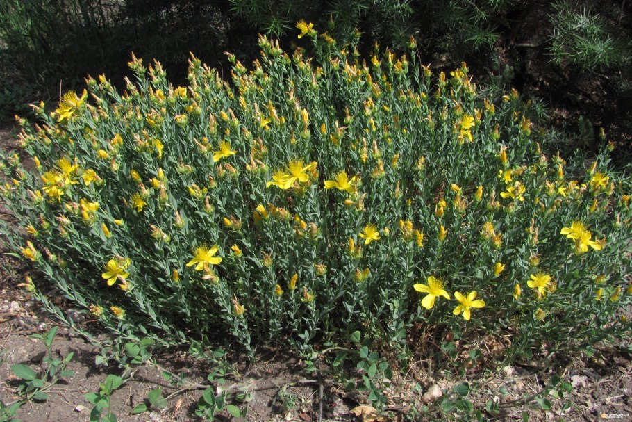 Зверобой Крымский трава