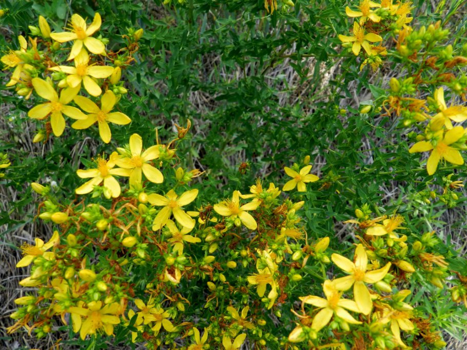 Зверобой горный(Hypericum montanum l.)
