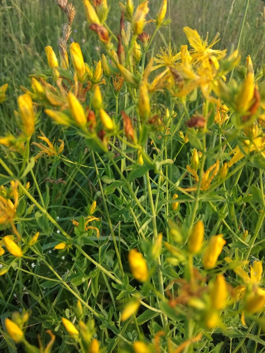 Зверобой продырявленный hypericum perforatum