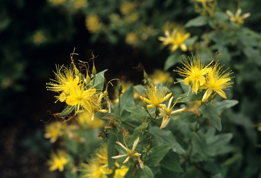 Зверобой Гукера