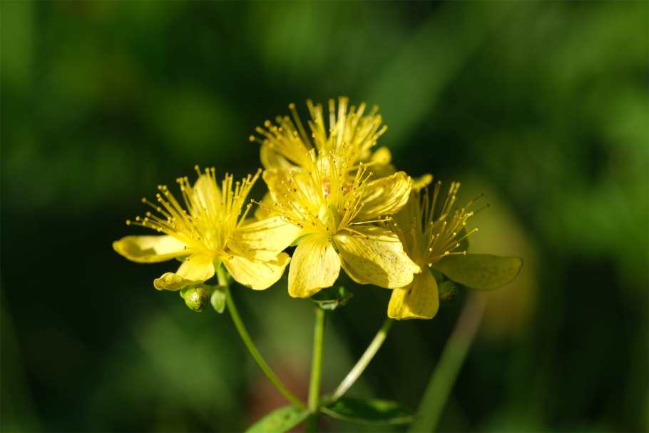 Hypericum nummularioides