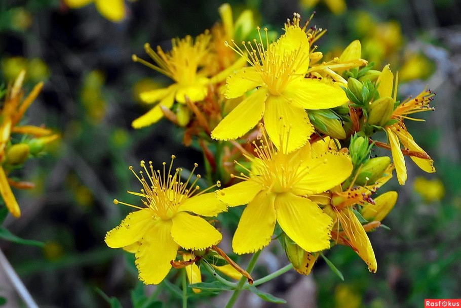 Зверобой Гиперикум