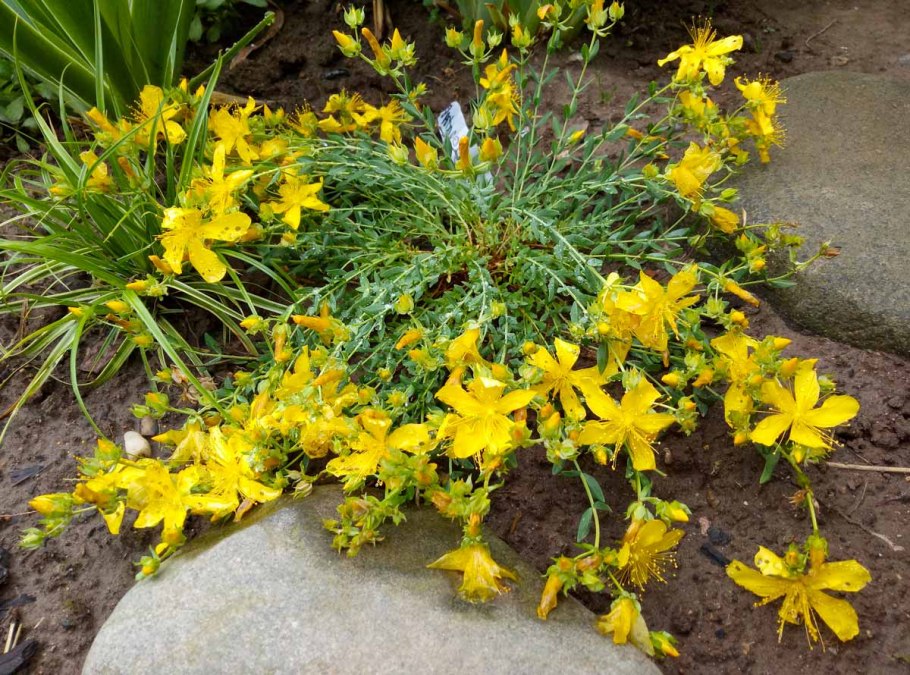 Зверобой ясколковидный