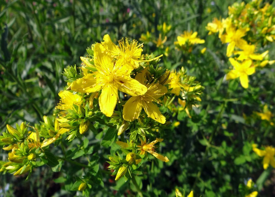 Зверобой чашечковидный