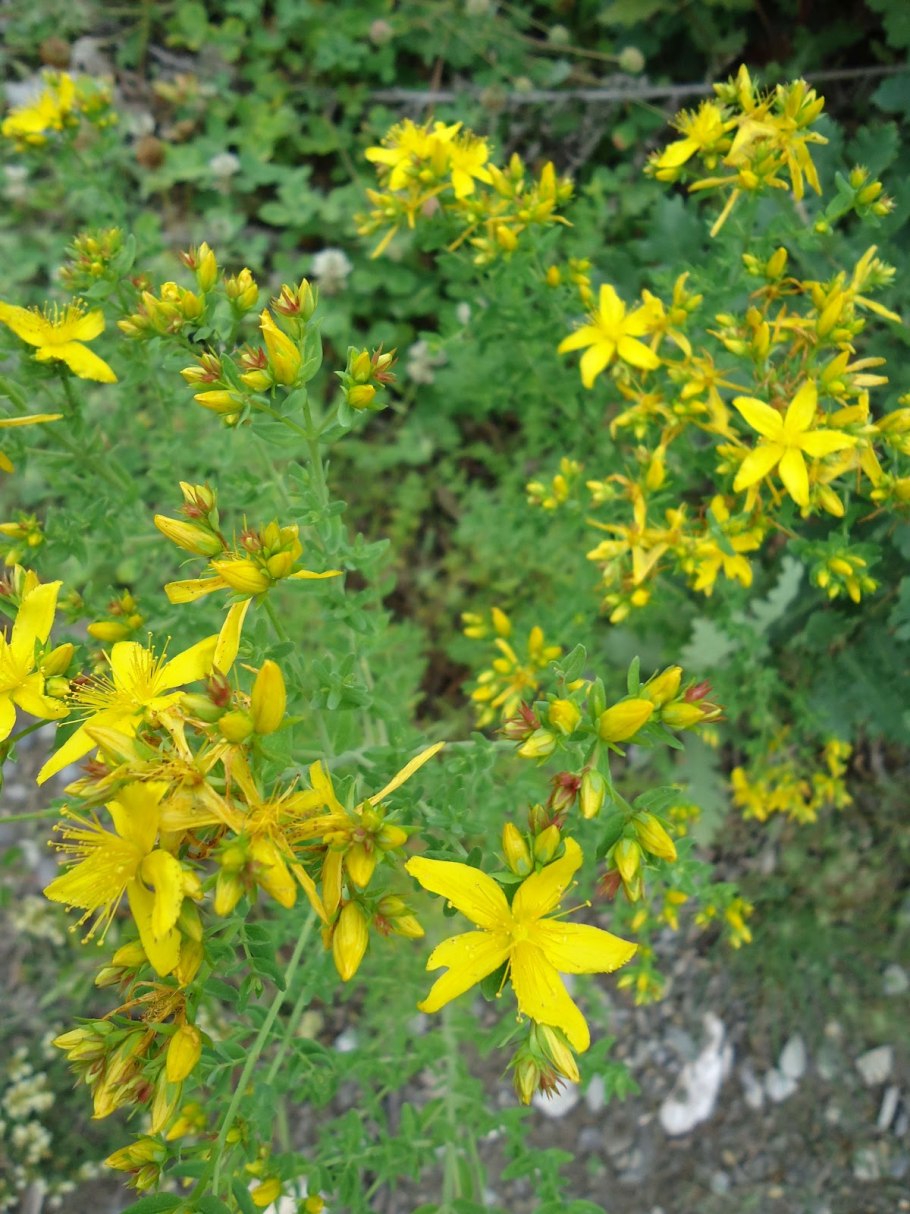 Зверобой Дальневосточный