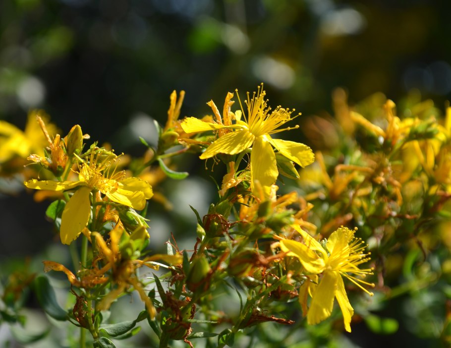 Зверобой куст дикий