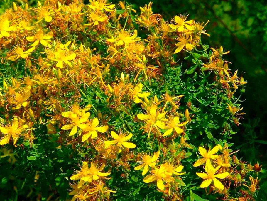 Хорст трава зверобой продырявленный 50 г