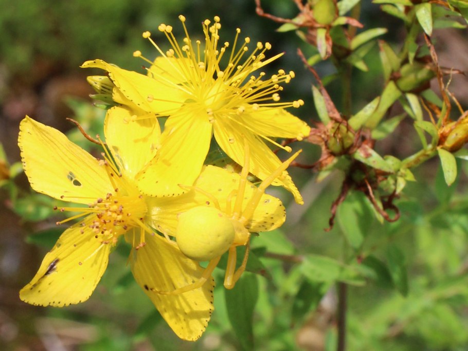 Hypericum perforatum трава