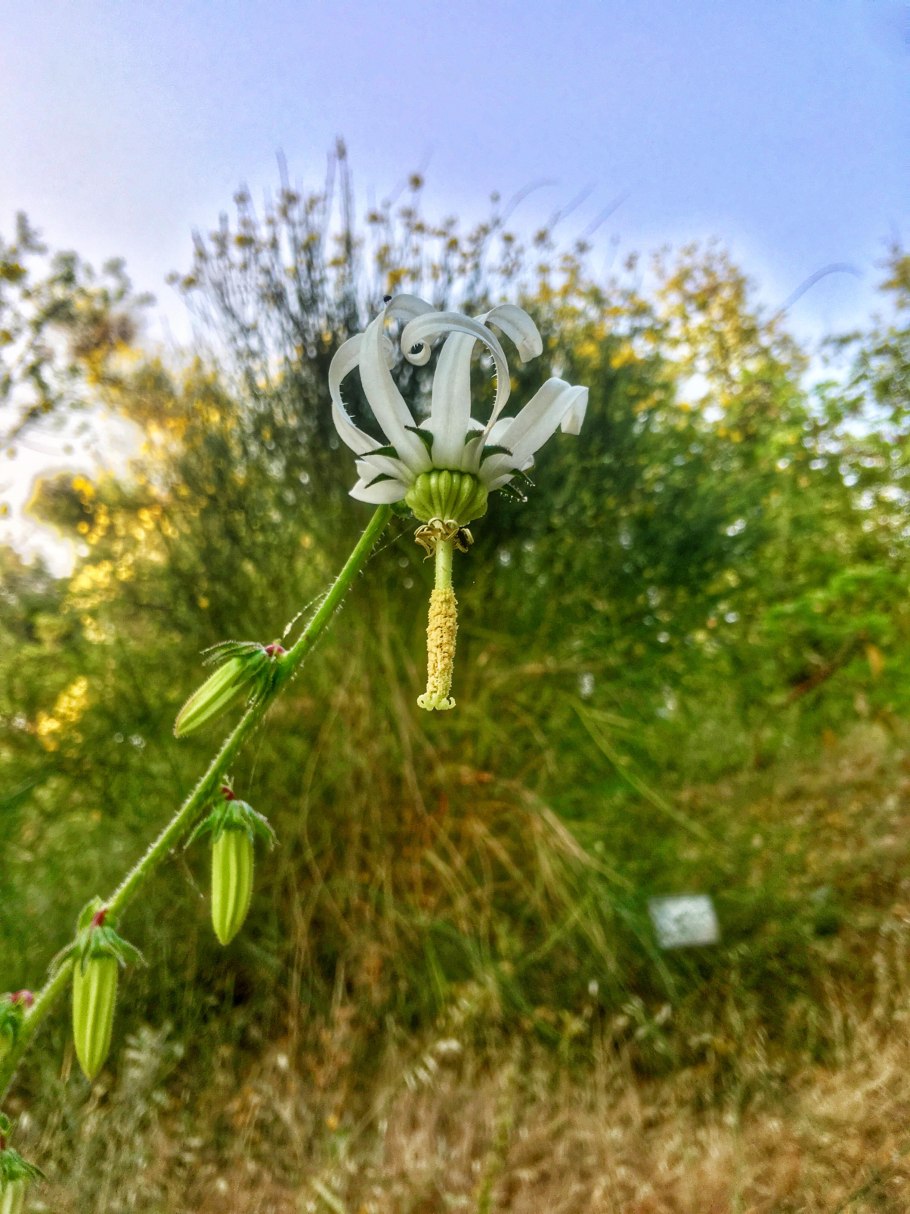 Растение Мишоксия