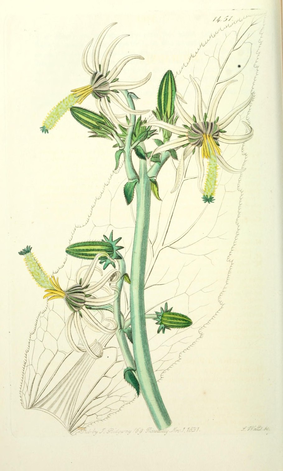 Растение Мишоксия