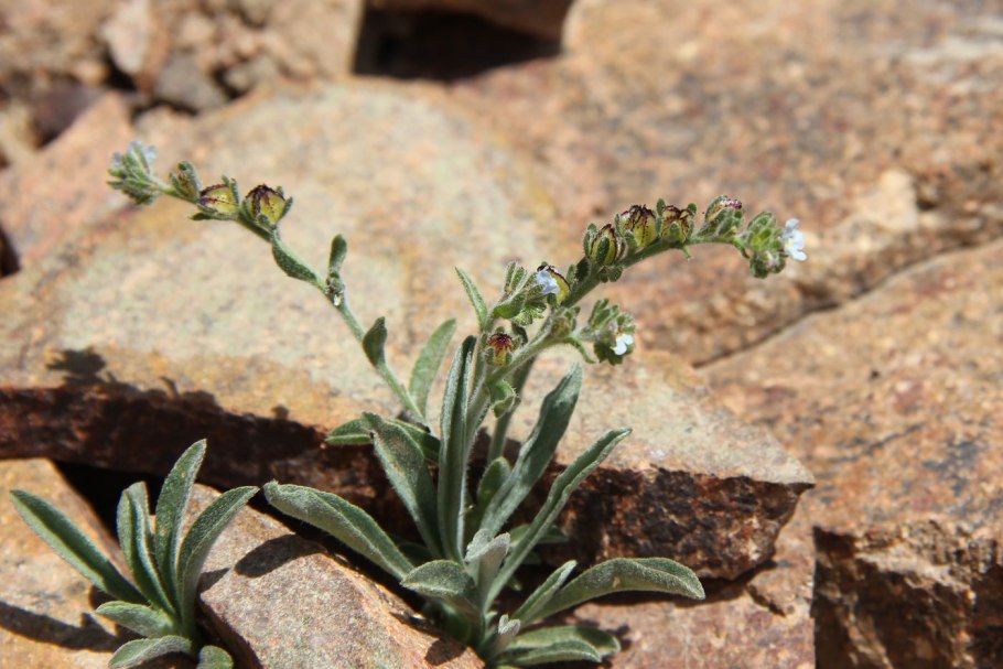 Leucopogon insularis
