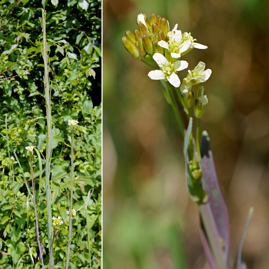 Lepechiniella sarawschanica