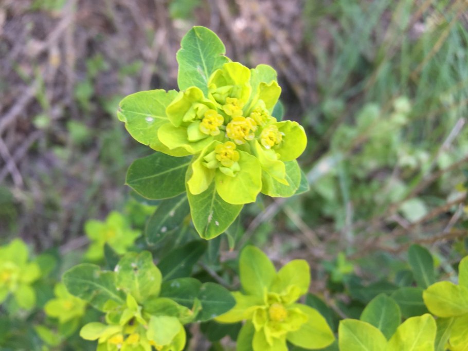 Вяжечка гладкая гербарий