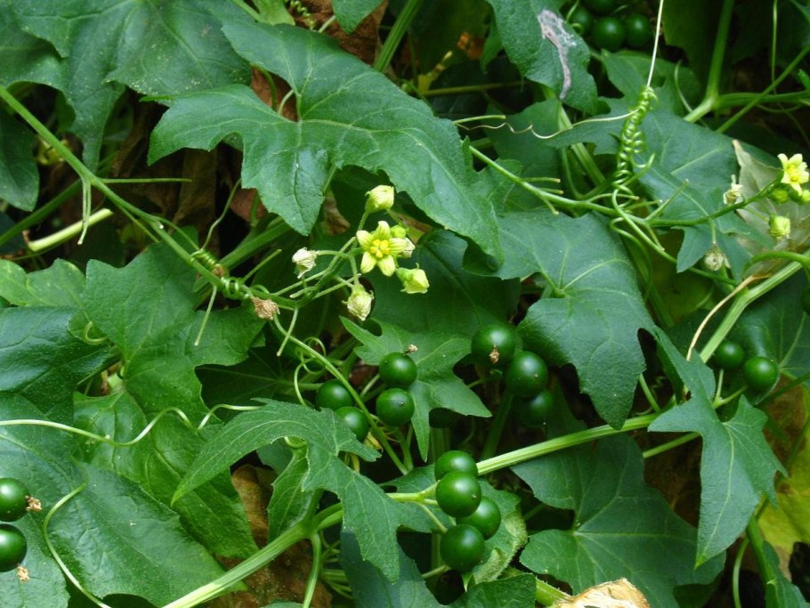 Переступень бриония