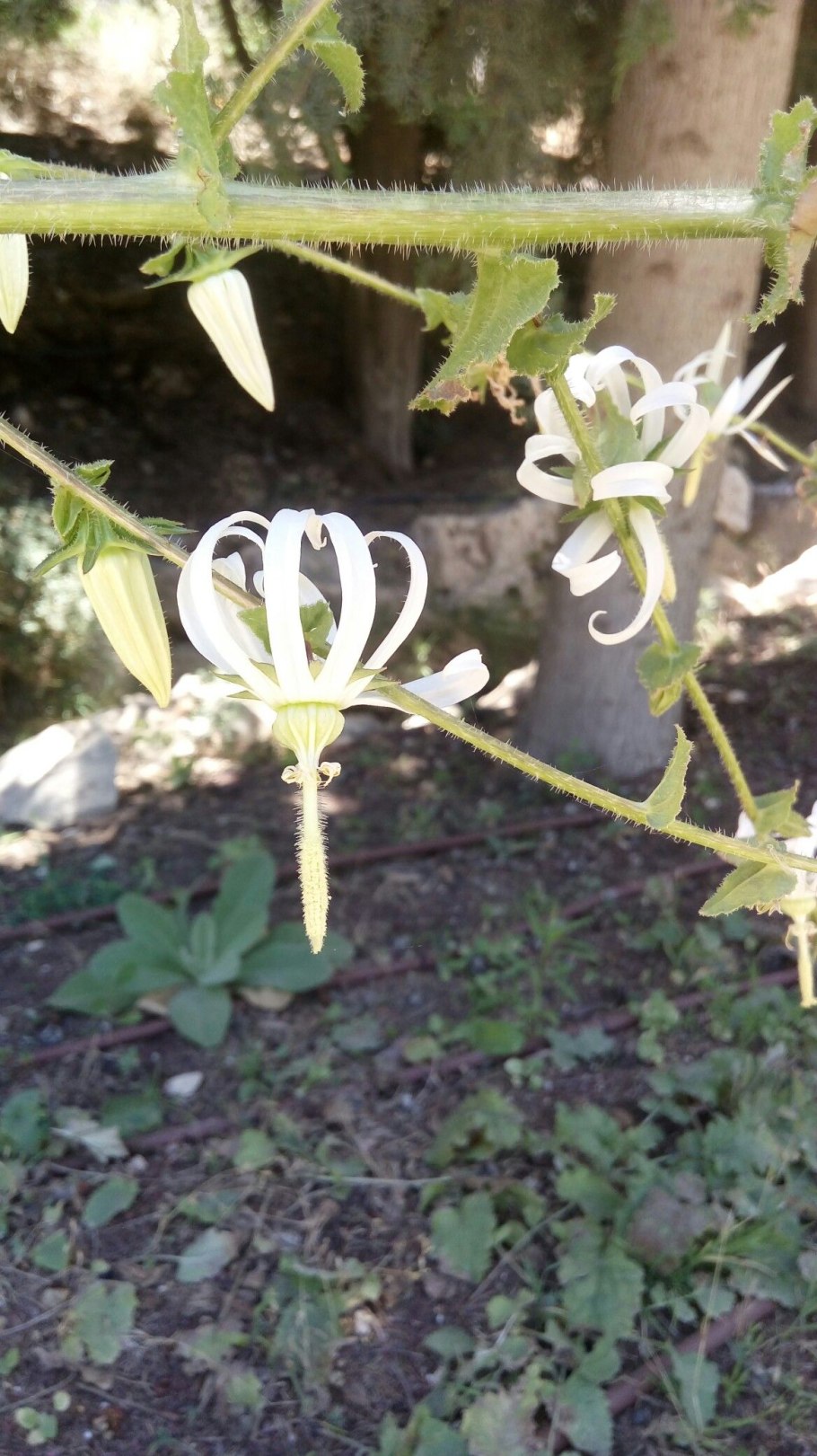 Leucopogon insularis