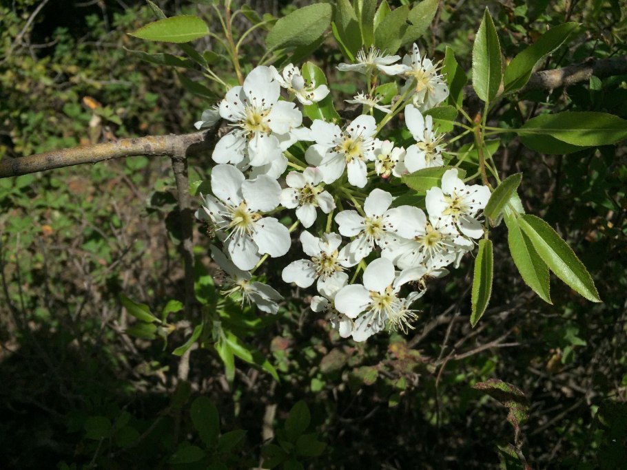 Глициния гобелен