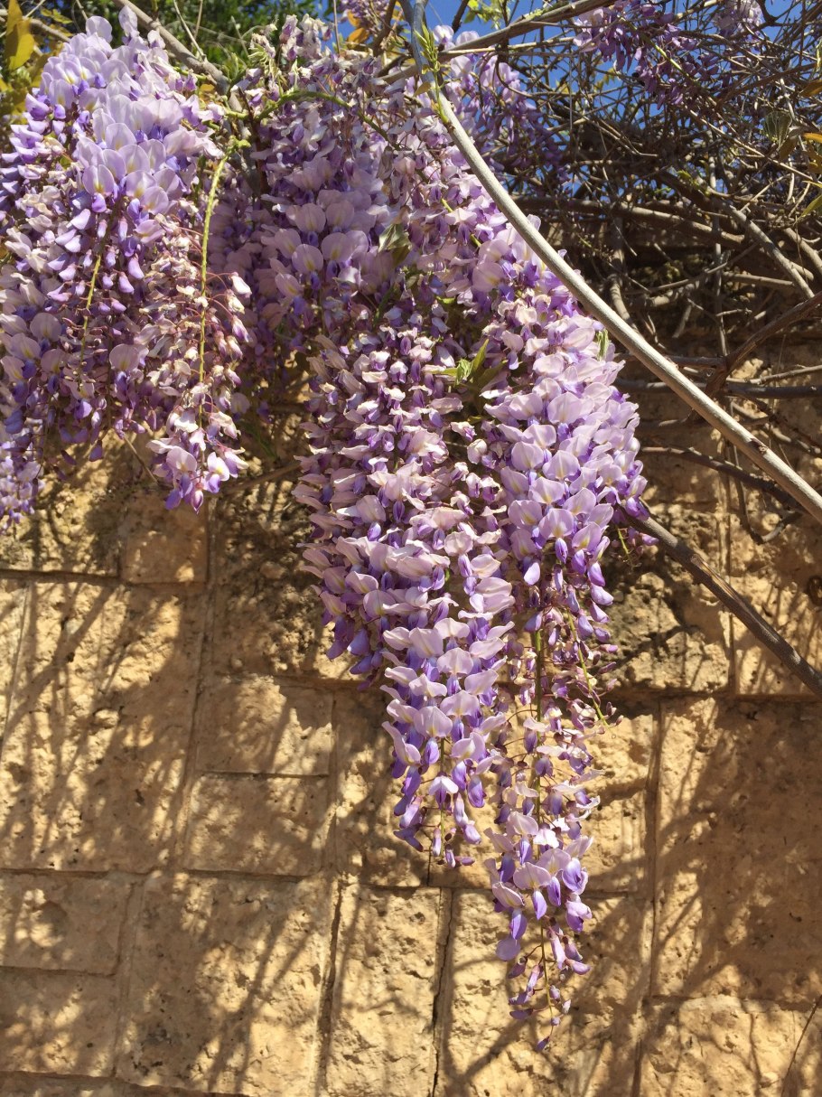 Стефания растение